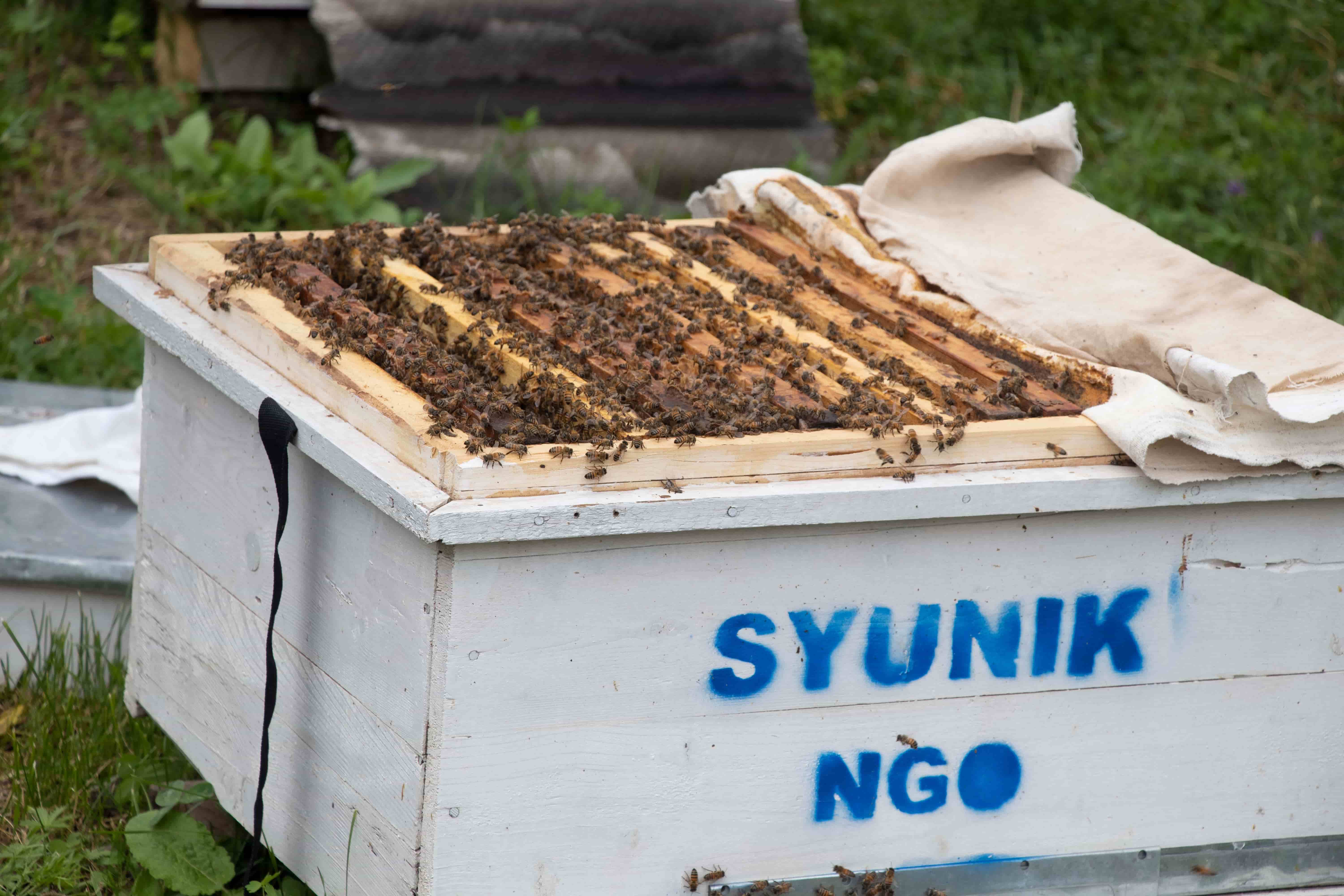 ՆՈՐ «ԲԱՔՖԱՍՏ» ՏԵՍԱԿԻ ՄԵՂՎԱՄԱՅՐԵՐԻ ՏՐԱՄԱԴՐՈՒՄ ՓՈՐՁԱՌՈՒ ՄԵՂՎԱԲՈՒՅԾՆԵՐԻՆ